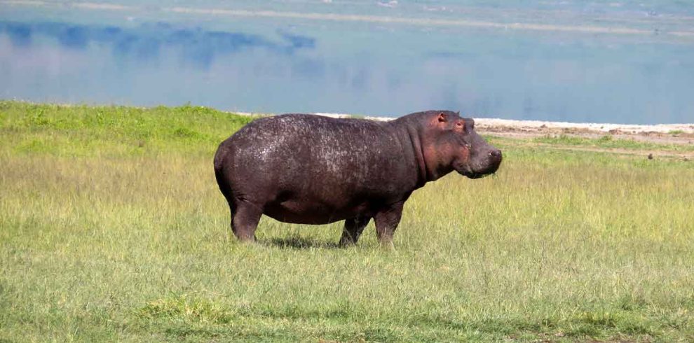 12-Day Northern Parks Adventure & Zanzibar Holiday