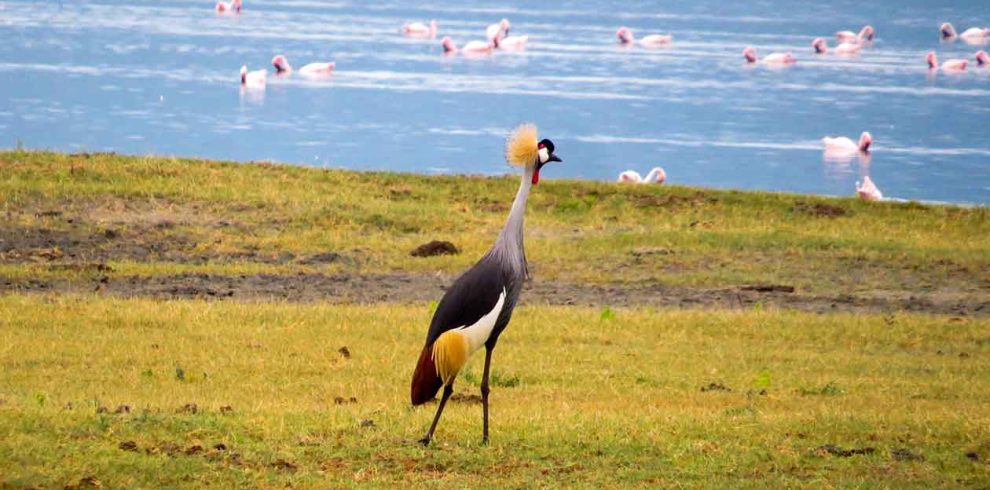 6-Day-Best-Luxury-Safari-Northern-Circuit