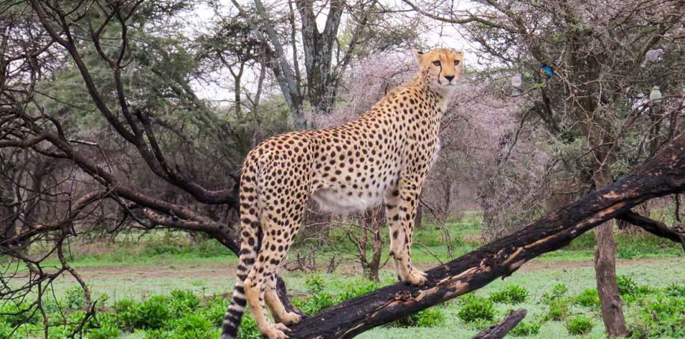 6-Day-Luxury-Highlights-of-Tanzania