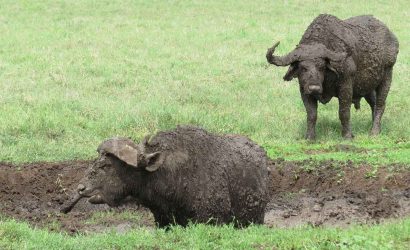 7-Day-Journey-of-the-Wildebeest