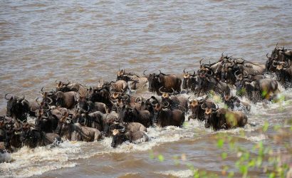 8-Day Great Migration Safari
