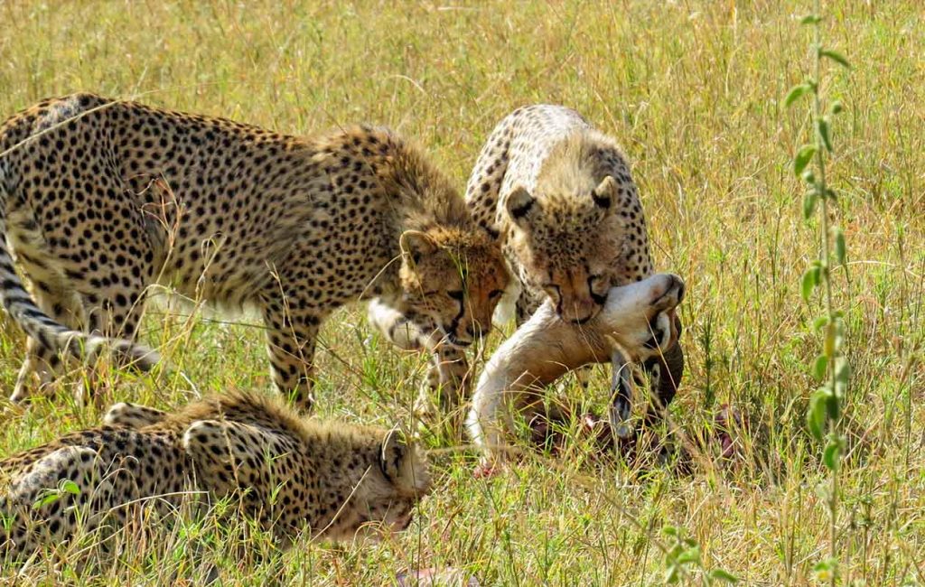 8 Days Wildlife Safari and Zanzibar Retreat