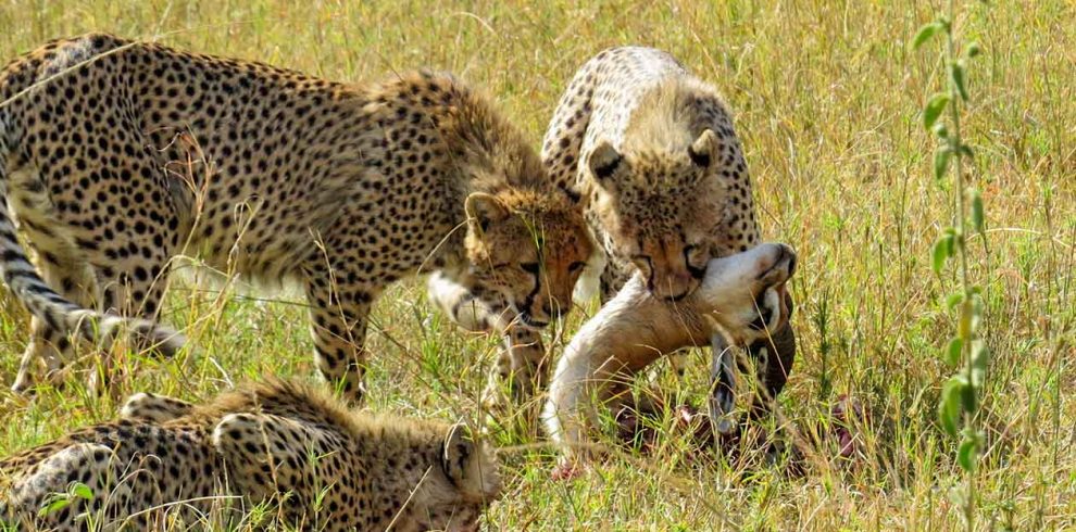 8 Days Wildlife Safari and Zanzibar Retreat