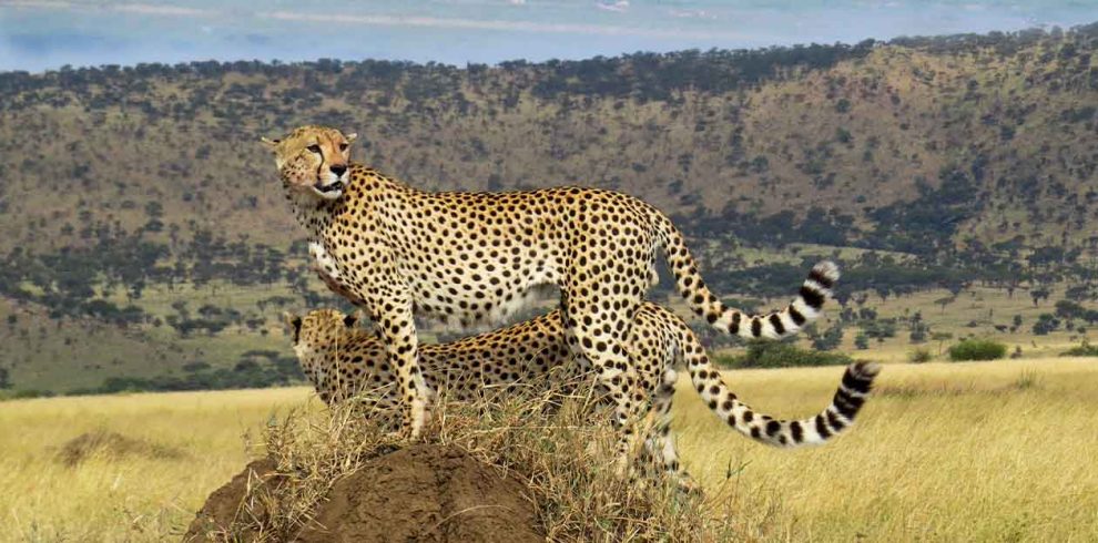 A 5-Day Safari Retreat