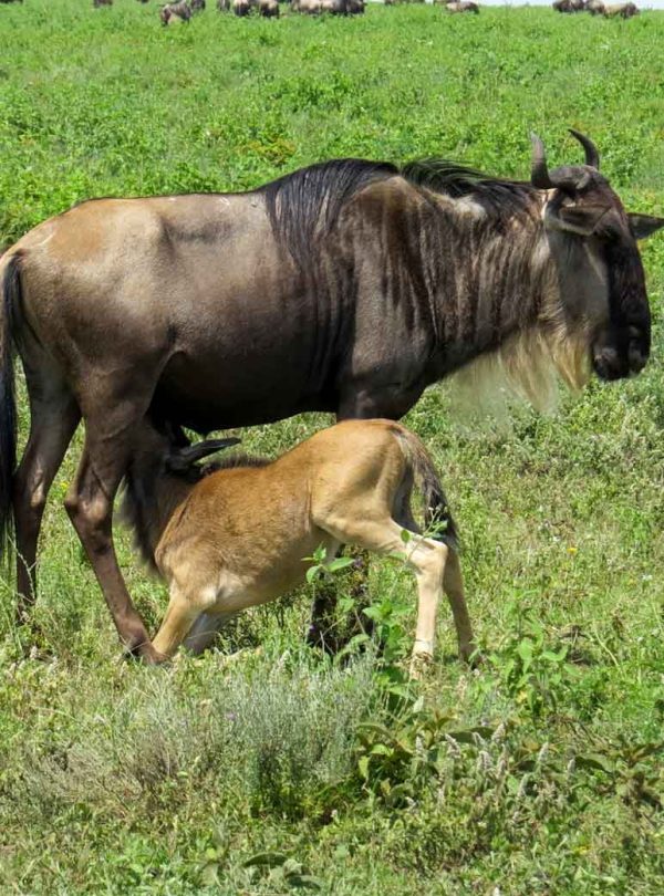 Serengeti Big Sky NgoroNgoro